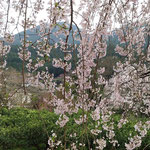 明王寺の枝垂れ桜越しに見た遠くの山桜はほんのりと赤かったです。　　　・遠目にもほんのり赤き山桜(和良)　
