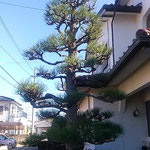 松手入が終った大空はいよいよ青く澄み渡っていました。　　　　　　・松手入済みたる空の青さかな(和良)