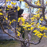 蜂須賀桜の母樹がある徳島市の原田家屋敷に山茱萸が咲いていました。　　・山茱萸の花が屋敷の裏庭に(和良)