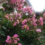 我が家の庭の百日紅は今年の炎天の日々を咲き続けてきました。　　　　・一と夏を咲き続け来し百日紅(和良)