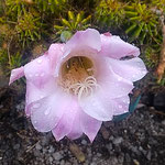 仙人掌の花は台風の雨を浴びながらも咲き続けていました。　　　　　・野分にも仙人掌の花たじろがず(和良)