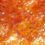 鳴門市大麻町のレストランの庭でマロニエの冬紅葉を見ました。　　　　・遠目にも鮮やかなりし冬紅葉(和良)