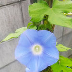 我が家の朝顔は物干し竿の支柱にまで弦を伸ばして咲いています。　　・朝顔の寄る辺求めて咲きにけり(和良)