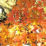 窓から冬紅葉を眺めながら鳴門のホテルで正月を過ごしました。　　　　　・冬紅葉眺めながらの談弾む(和良)