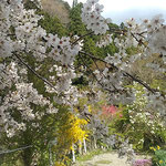 上勝町の正木ダム近くの家には連翹と枝垂桜もありました。　　　　　　　　・連翹としだれ桜と青空と(和良)