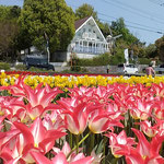 チューリップ園には水車小屋のような建物もありました。　　・オランダに来し気分してチューリップ(和良)