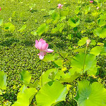 鳴門市の島田島の古代蓮は住民の皆さんの手で育てられています。　　　　　・里人の愛に包まれ古代蓮(和良)