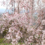 吉野川市の向麻山公園には人の通行を整理する人も出ていました。　　　　・下山する人が優先花の山(和良)