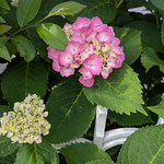我が家の庭に咲き始めた紫陽花も少しづつ色が出てきました。　　　　　・始まりは白でありけり七変化(和良)