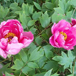 鳴門市の観音寺では寄り添って咲く微笑ましい牡丹がありました。　・その中に寄り添ひて咲く牡丹かな(和良)