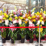 徳島駅には新春を祝って蘭の花がたくさん飾られていました。　　　　　　　・新春を祝ひて駅に蘭の花(和良)