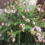 二階から眺めて見ますと我が家の百日紅は庭中に広がっていました。　　　・満開の百日紅見る二階より(和良)