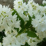 卯の花の白さに散歩の足が止まり、しばらく眺めていました。　・卯の花の白に散歩の足止まる（和良）