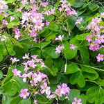 競うように花咲く酢漿草も夕べには花を閉じてしまいます。　　　　　・酢漿草の夕べにはもう花閉じて(和良)