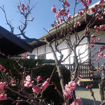 徳島城表御殿の庭には紅白の梅が競い合って咲いていました。　　・紅白の梅競ひ咲く御殿庭(和良)