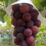 田村農園の田村さんは葡萄を育てることが生き甲斐のようでした。　　・黒葡萄育てることが生き甲斐と(和良)