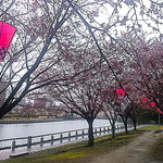 徳島市の助任川南岸の蜂須賀桜は七分咲きになっていました。　　　　　　・七分咲き蜂須賀桜らしき赤(和良)