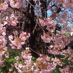 原田家住宅の蜂須賀桜は幹が黒く花の色を鮮やかにしていました。　　・花の色極めてをりし幹の黒(和良)