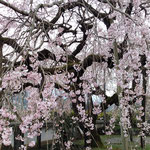 明王寺の樹齢百年の枝垂れ桜には見に来る人が絶えませんでした。　　　　・百歳の桜に人の集まれる(和良)