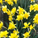 我が家のご近所の黄水仙はそこに光りを集めているように見えました。　　　・一叢に光りを集め黄水仙(和良)