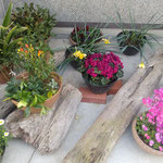 美馬市脇町の卯建の町の店先に鉢植が並べられていました。　　・鉢植に春の日差の暖かく(和良)