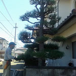馴染の植木屋さんは時折は全体を眺めて松手入をしていきました。　　　　　　・時折は全体眺め松手入(和良)