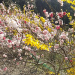 よく手入れされた庭には連翹と紅白の桜も咲いていました。　　　　　　　　・連翹と白と赤なるこの桜(和良)