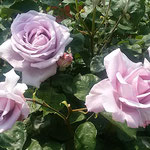 藍住町の薔薇園でブルームーンという薔薇を見ました。　　　　　　　　　・ブルームーンなる薔薇昼も青かりき（和良）