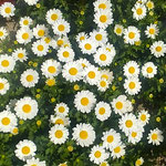 東児童館の花壇のマーガレットは犇くように咲いていました。　　　　　・犇けるマーガレットの美しく(和良)