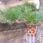 松手入が終った松は若さが戻ってきたように見えました。　　　　　・手入れして松に若さの戻りけり(和良)