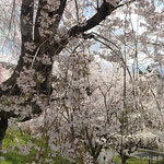 上勝町の病院の横の斜面の枝垂桜は幹の太いものもありました。　　　　・しだれ咲く桜の幹の太さかな(和良)