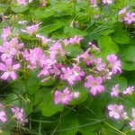 我が家の酢漿草は朝になると目覚めたように紫の花を開きます。　　　・酢漿草の目覚めたるごと花開く(和良)