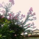 赤とんぼが飛ぶ季節になりましたが百日紅は咲き続けています。　　　　・赤とんぼ飛びゐる空に百日紅(和良)