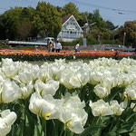 北島町のチューリップ園には家族連れがたくさん来ていました。　　・幼児の後を追いゆくチューリップ(和良)