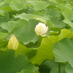 蓮の花には赤と白がありましたが、白が印象に残りました。　　　　　　　・清浄といふはこの白蓮の花（和良）