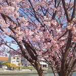 徳島市の助任川南岸に蜂須賀桜が綺麗に咲いていました。　　・川面にも蜂須賀桜赤く咲き(和良)