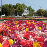 北島町のチューリップ園では原色の花が咲き競っていました。　　　　　・青空の下の原色チューリップ(和良)