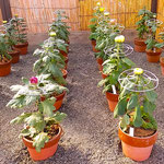 吉野川市鴨島町の菊花展・菊人形展の初日に行ってきました。　　　　　・咲き揃ふ日を楽しみに菊花展(和良)