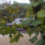 徳島市の丈六寺では木豇豆の大木に沢山の実が垂れていました。　・木豇豆の実の垂れ寺の秋深し（和良）