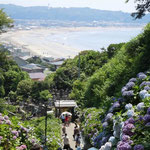 鎌倉で見た紫陽花です。群れ咲く向うに湘南の海が見えました。  ・湘南の海へしだるる濃紫陽花(和良)