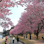 徳島市の助任川南岸の蜂須賀桜には大勢の人が来ていました。　　　　　　・花人の絶へぬ蜂須賀桜かな(和良)