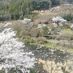 上勝町の月ヶ谷温泉の月の宿の句会場から桜の風景が見えました。　　　　　・桜見る旅の仕上げの桜餅(和良)