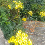 徳島中央公園の石蕗の花は石に寄り添うように咲いていました。　　・石庭の石に寄り添ひ石蕗の花(和良)