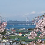 しだれ桜で有名な鳴門の花見山から海峡が見えました。　　　　　　　　　・海峡を指呼に鳴門の花見かな（和良）