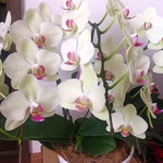 徳島市内の友人から小柄ですが美しい胡蝶蘭をいただきました。　　　・小さくとも品のありけり胡蝶蘭(和良)