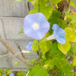 朝顔はこんなところにまでと思うところに花を咲かせています。　　・朝顔のこんなところにまでも咲き(和良)