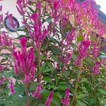 秋の日差しを受けた鶏頭の花は落ち着いた赤い色をしていました。　　・落ち着いた赤でありけり鶏頭は(和良)