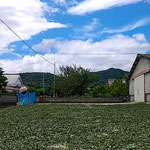 石井町の藍農家では炎天に朝刈りの一番藍が干されていました。　　　・朝刈りの一番藍の干されあり(和良)