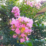 我が家の庭の百日紅の紅色は特に美しいと私は自慢しています。　　 　　・美しき紅や我が家の百日紅(和良)