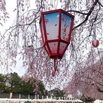 名古屋城広場には大勢の人が来てお花見を楽しんでいました。　　　　　・雪洞の揺れて咲き満つ桜かな(和良)